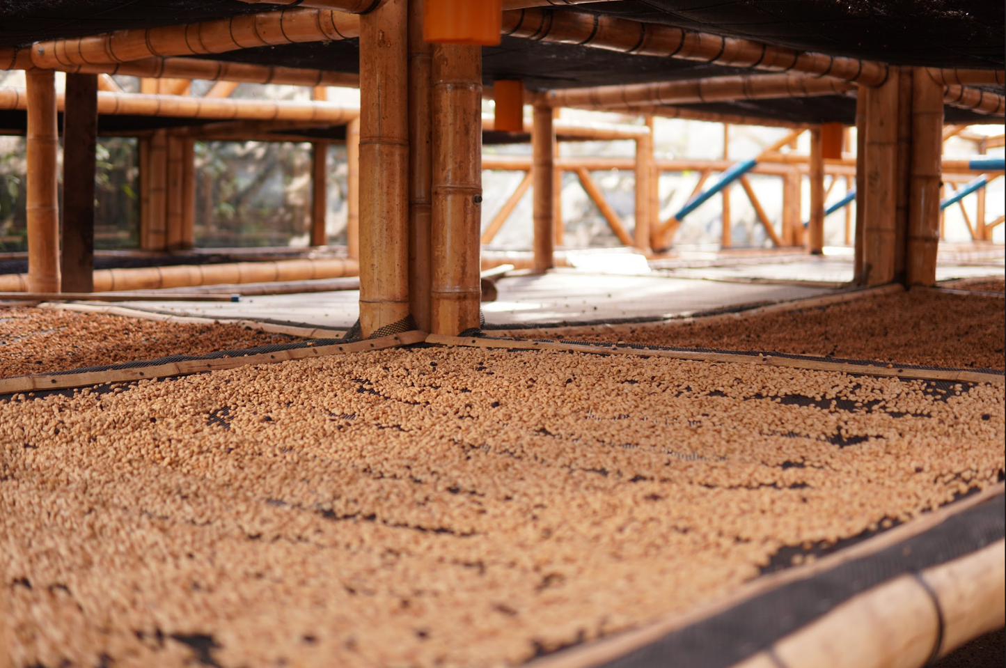 Café despulpado en proceso de secado en camas. Variedad castillo