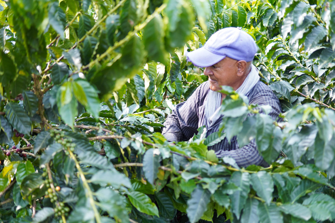 Historia del café en Colombia