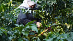 Historia del Café en Colombia