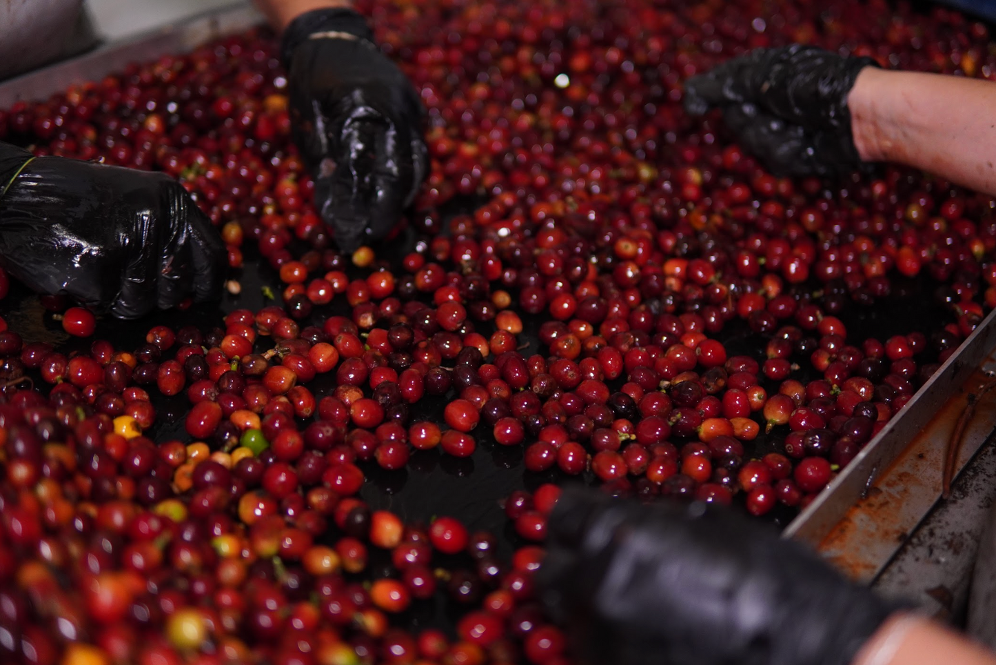 Selección manual de granos pintones previo a fermentación