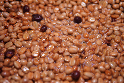 Fermentación de café luego de despulpado. Fermentación extendida y luego lavado para secar