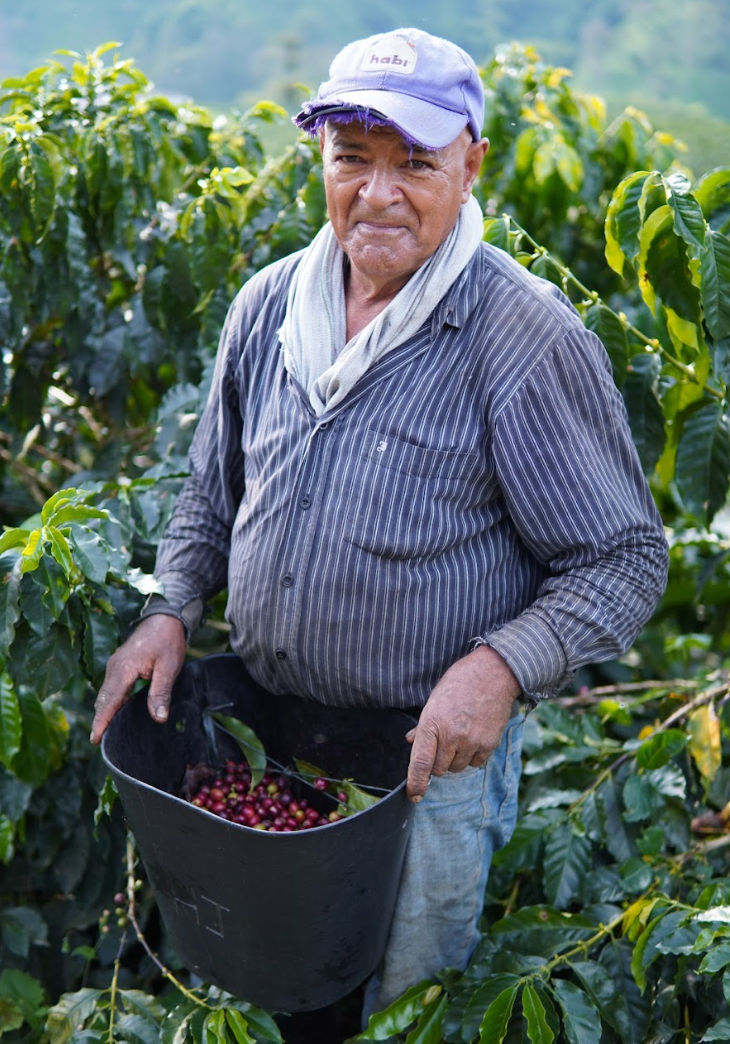 Don José con su recolección de granos variedad castillo