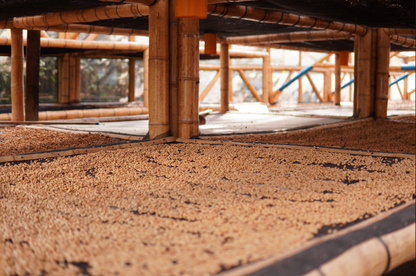 Café despulpado en proceso de secado en camas. Variedad castillo
